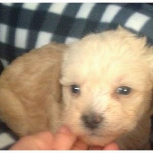 Meet your Posher, Ryanna